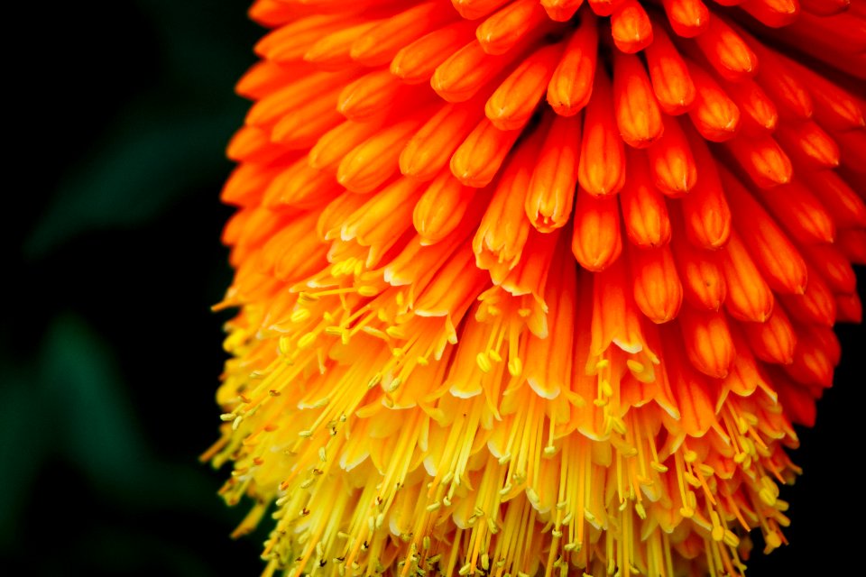selective focus photography of orange and yellow petaled flower