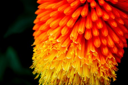 selective focus photography of orange and yellow petaled flower