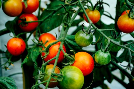 tomatoes hanging on tomato plant photo
