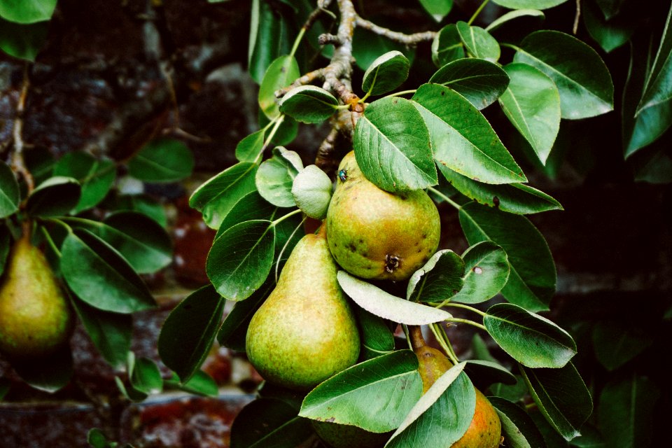 pear tree with fruits