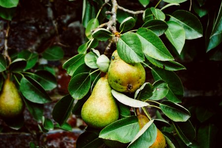 pear tree with fruits photo