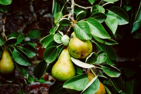 pear tree with fruits