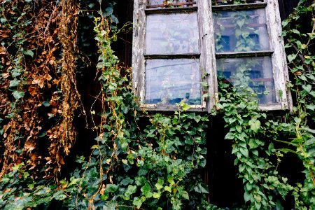 Overgrown, Trees, Window