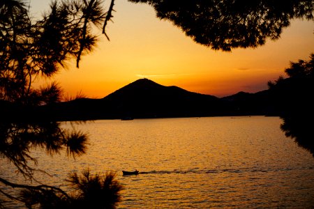 Budva, Montenegro, Trees