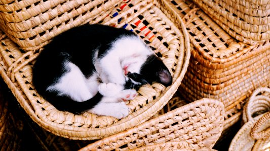 white and black cat sleeping on brown wicker basket photo
