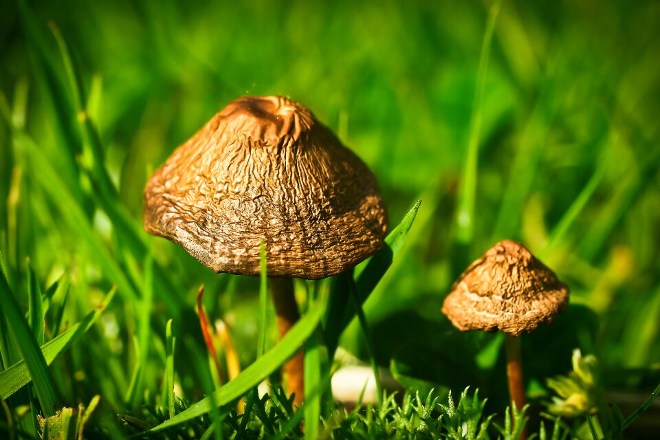 Fruiting bodies multiplication brown