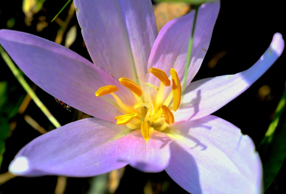Flower nature toxic