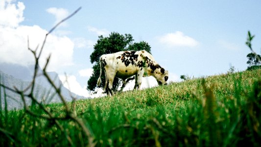 white and black cow standing on green grass field during daytime photo