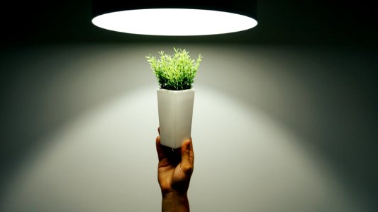 Light, Office, Plant
