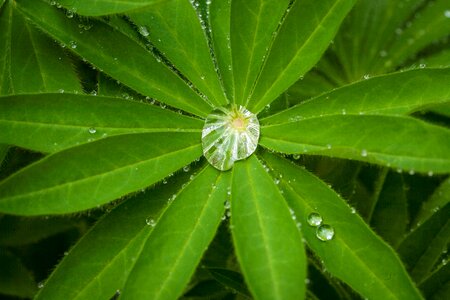 Water wet macro photo