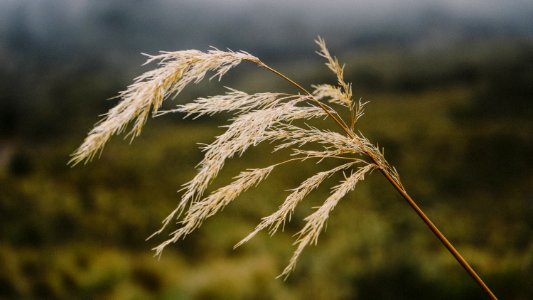 Brown, Wind, Motion