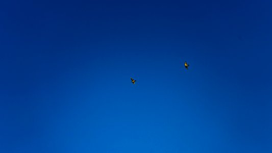 Birds, Sky, Blue photo