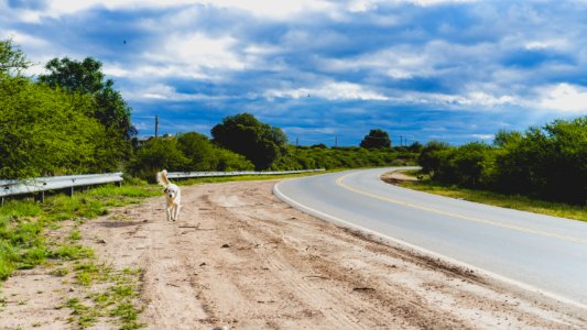 Side of the road, Dirt road, Puppy