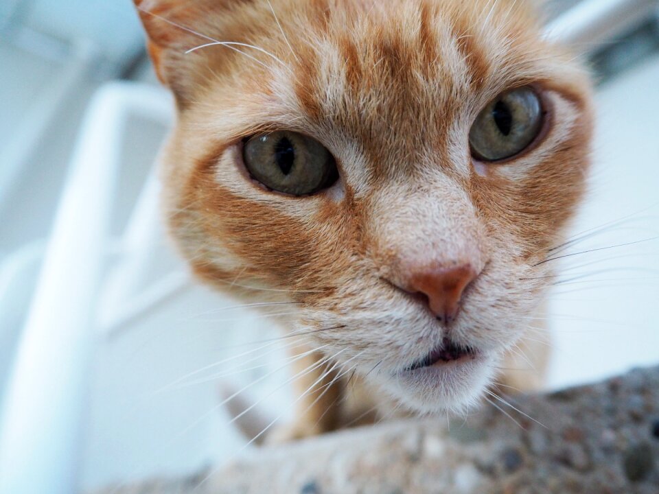 Feline look eyes funny