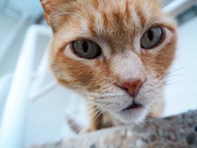Feline look eyes funny