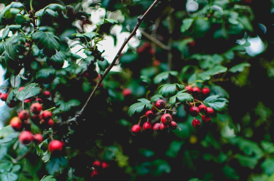 Branch, Green, Leaves