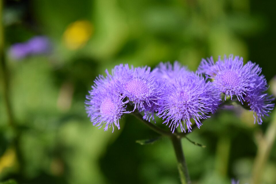 Purple purple flower nature