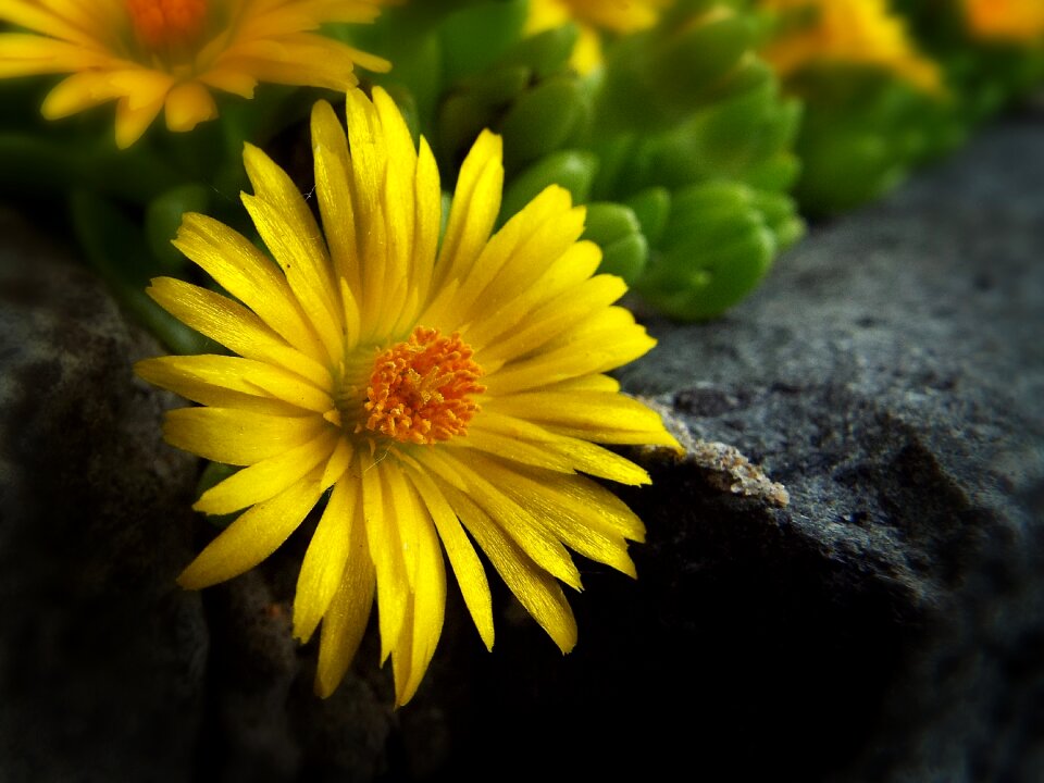 Flower garden macro