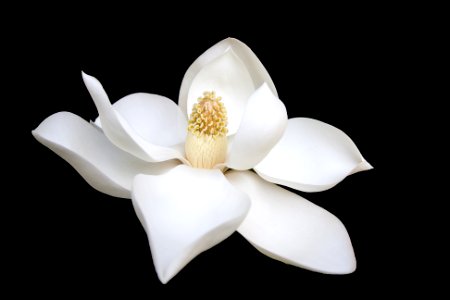 closeup photo of white petaled flower photo