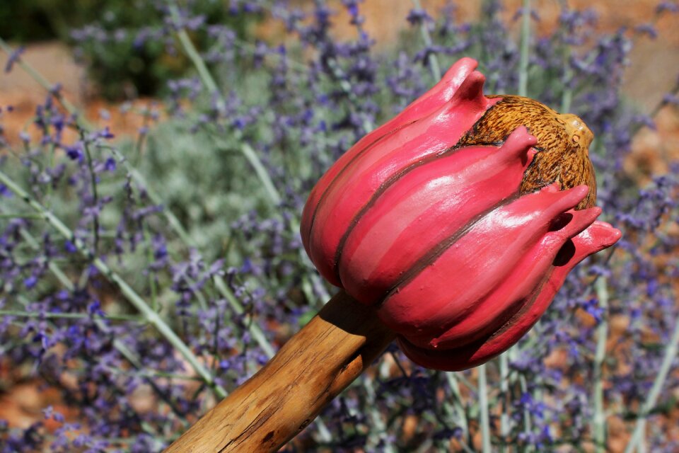 Alternative health purple sage ancient healing