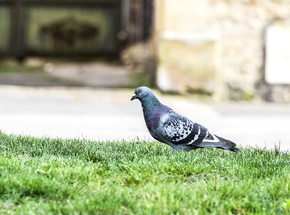 Volatile pigeon stolen