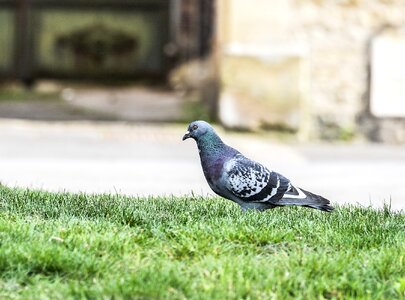 Volatile pigeon stolen photo