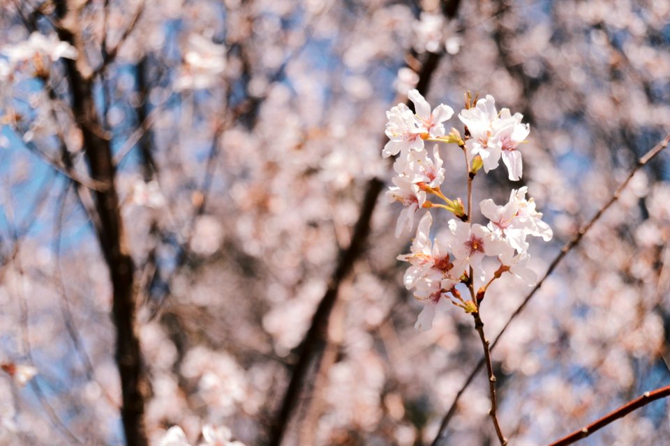 Groton, United states, Nature