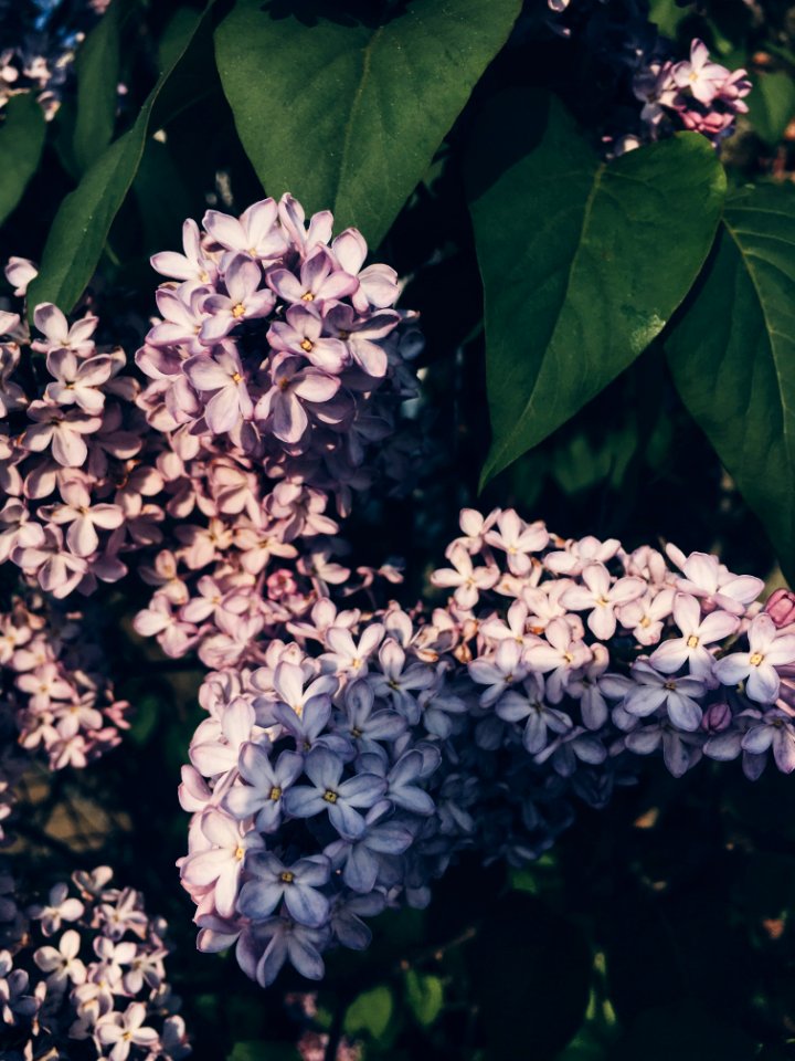 New london, United states, Flowers