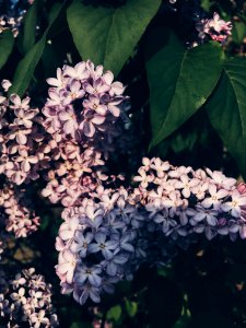 New london, United states, Flowers