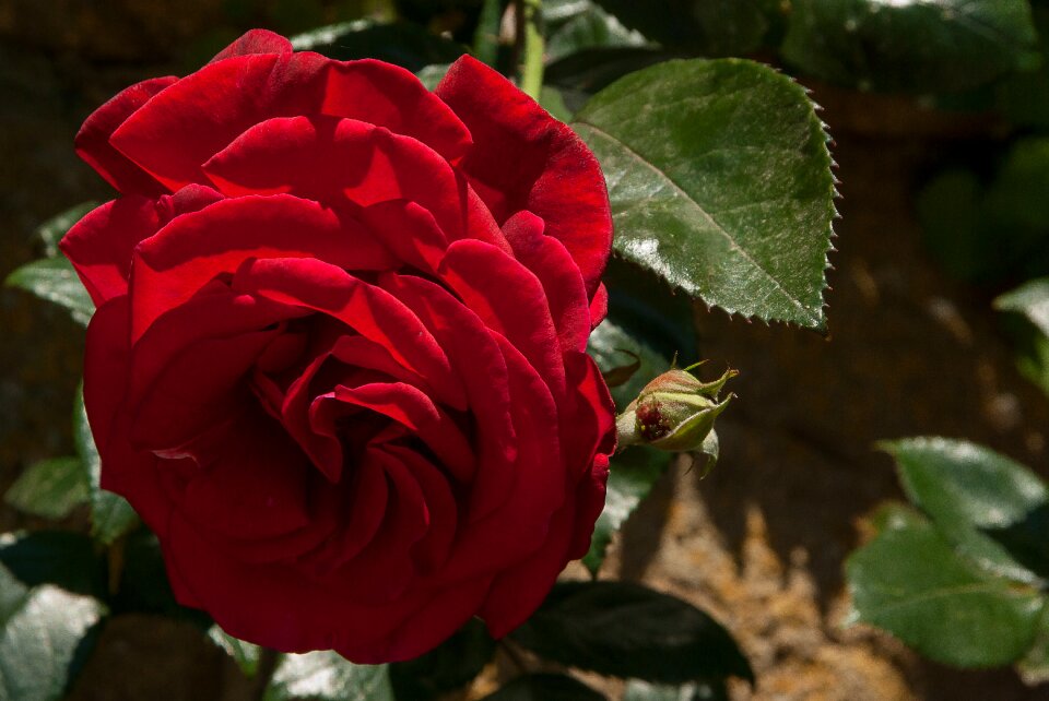 Red rosebush garden