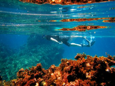 Negril, Jamaica, Snorkel