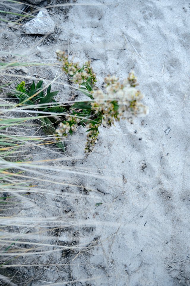 Misquamicut state beach, Westerly, United states