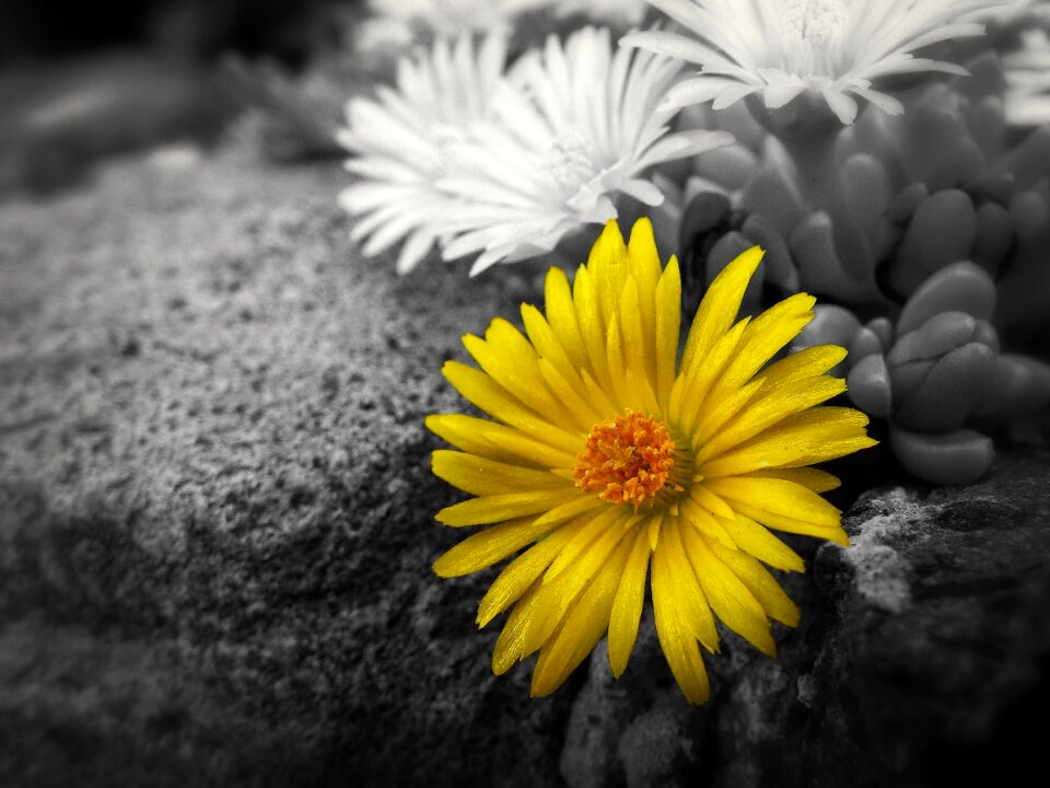 Yellow flower garden