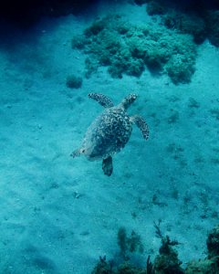 Guant namo bay, Swimming, Blue
