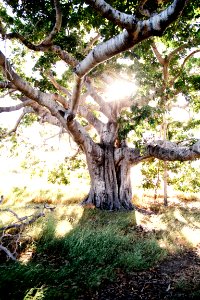 Guantanamo, Cuba, Roots