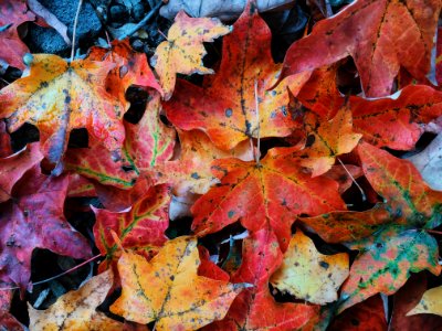 Groton, United states, Autumn