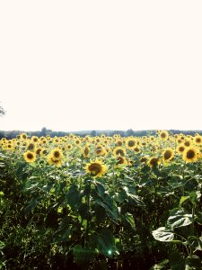 Buttonwood farm ice cream, Griswold, United states photo