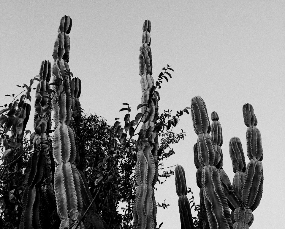 Guant namo bay, Desert, Plant