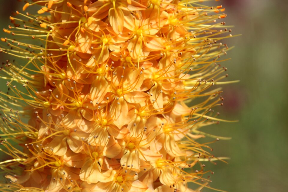 Yellow yellow flower yellow flowers
