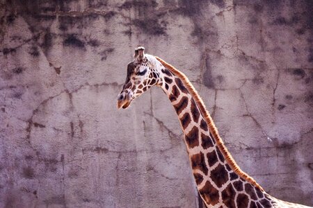 Neck animal wild animal