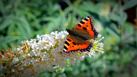 Nettle butterfly orange insect photo