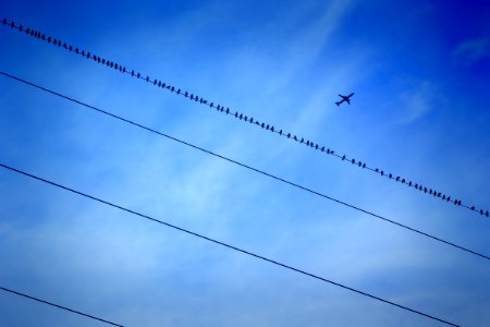 Blue, Background, Birds photo