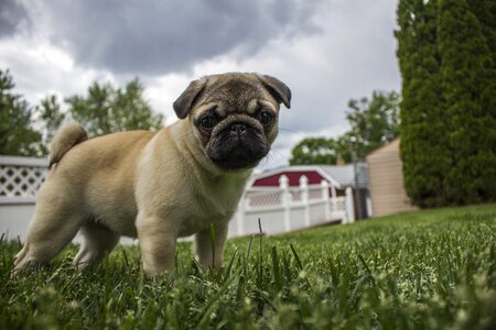 Animal pet dog
