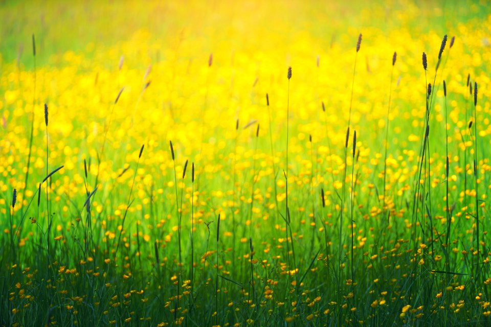 photography of yellow petaled flowers field
