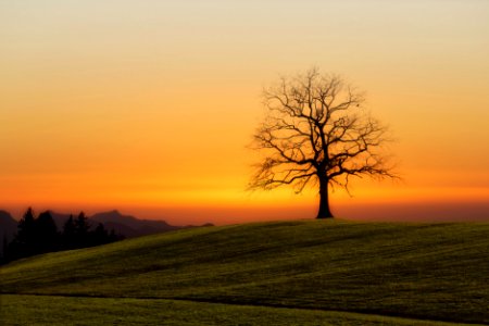 bare tree during sunset photo