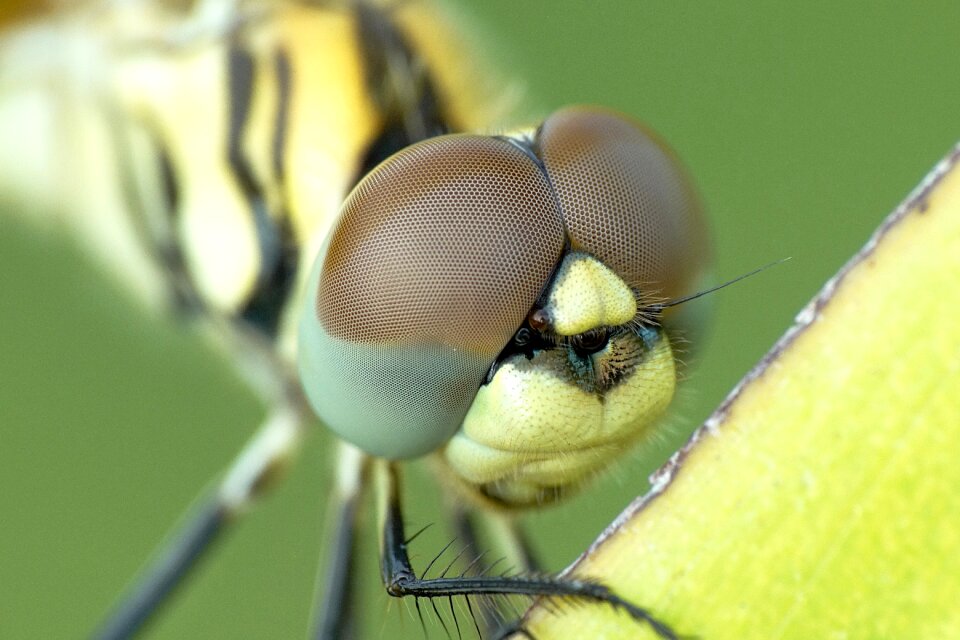 Insect eye invertebrate
