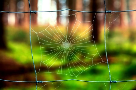 Blur, Barbed wire, Pattern photo