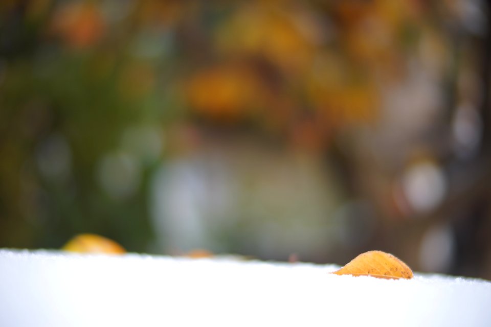 Winter, Leaf, Bokeh