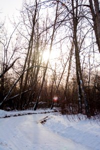 snow covered road under bare trees