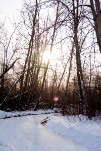 snow covered road under bare trees photo